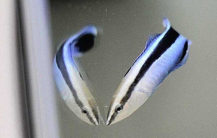 Es wurde festgestellt, dass Putzerfische in Gegenwart ihres eigenen Spiegelbildes kognitive Fähigkeiten wie Säugetiere zeigen. Credits: Osaka Metropolitan University