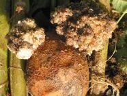 Typische Wucherungen: Kartoffelkrebs. Credits: Bayerische Landesanstalt für Landwirtschaft