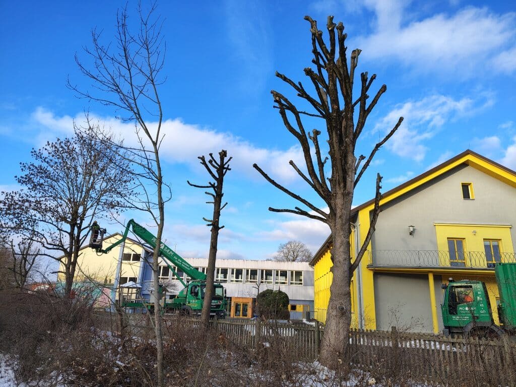 Kappungen: Die Firma Pro Baum GmbH Göttingen im Einsatz. Credits: Pugnalom by Lab News Media LLC