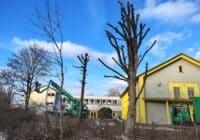 Kappungen: Die Firma Pro Baum GmbH Göttingen im Einsatz. Credits: Pugnalom by Lab News Media LLC