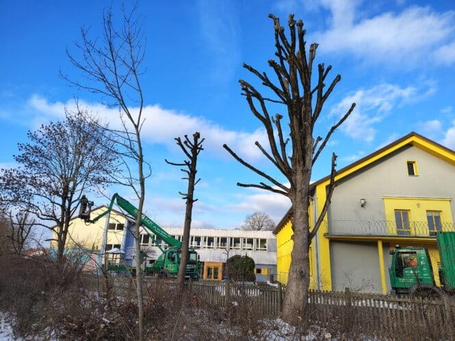 Kappungen: Die Firma Pro Baum GmbH Göttingen im Einsatz. Credits: Pugnalom by Lab News Media LLC