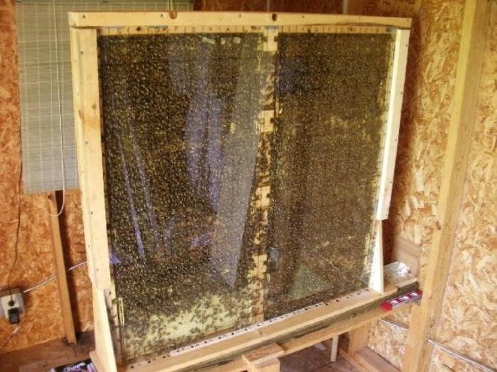 Der in den Experimenten verwendete Beobachtungsbienenstock mit acht Rahmen, dessen Gitter auf das Glas gemalt ist. C:redits Byron N. Van Nest, CC-BY 4.0 (https://creativecommons.org/licenses/by/4.0/)