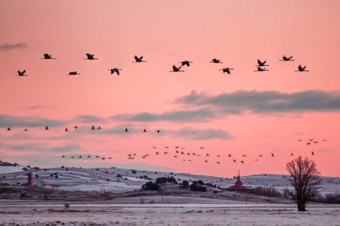 cf0155cd-2a30-432a-84a2-29ed8cb73898-rus20grus220by20oan20de20la20allajpg | Pugnalom