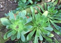Aeonium cuneatum am natürlichen Standort im Unterholz eines Lorbeerwaldes im Anaga-Gebirge Teneriffas. | Quelle: Thibaud Messerschmid | Copyright: SNSB
