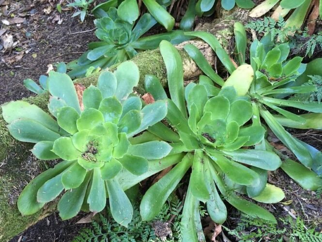 Aeonium cuneatum am natürlichen Standort im Unterholz eines Lorbeerwaldes im Anaga-Gebirge Teneriffas. | Quelle: Thibaud Messerschmid | Copyright: SNSB