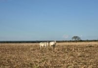 Die Ausweitung von Weideland – vor allem für die Fleisch- und Milchproduktion – ist die bedeutendste Triebkraft der Landnutzungsumwandlung. | Copyright: Samuel L. Levy