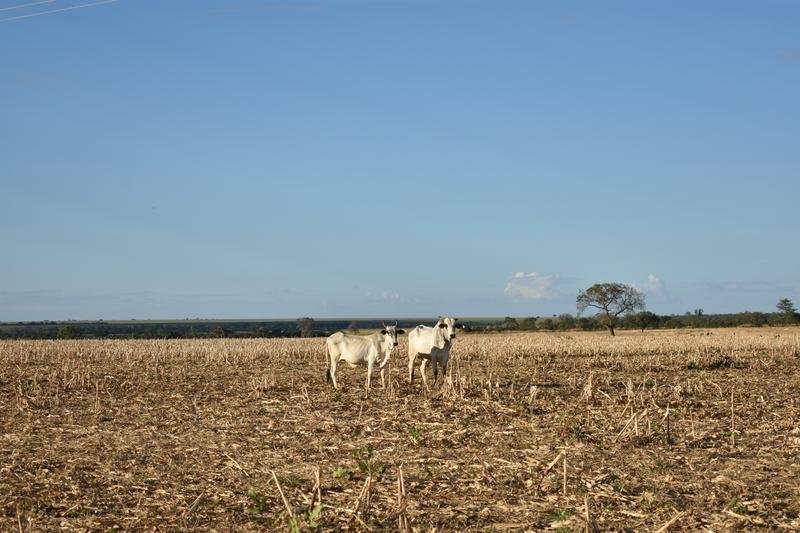 Die Ausweitung von Weideland – vor allem für die Fleisch- und Milchproduktion – ist die bedeutendste Triebkraft der Landnutzungsumwandlung. | Copyright: Samuel L. Levy 