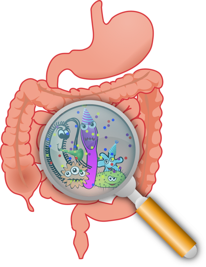 Der menschliche Darm birgt immer noch ungelöste Rätsel. Credits: OpenClipart-Vectors, Pixabay