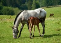 Frühe Trennung schadet dem Fohlen immens. Credits: Barnabas Davoti