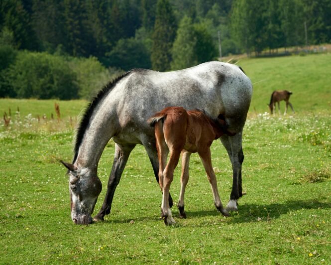 Frühe Trennung schadet dem Fohlen immens. Credits: Barnabas Davoti
