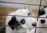 Perfides Geschäft mit dem Mitleid. Credits: Ellna Volkova