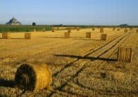 Endlich erdölfreie Kunststoffe - mit Stroh könnte es klappen. Credits: Philipp Serand, pexels