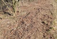 Statt Pflege Zerstörung: Einsatz von Schlegelmulchern im NSG Gipskarst: Credits: Pugnalom