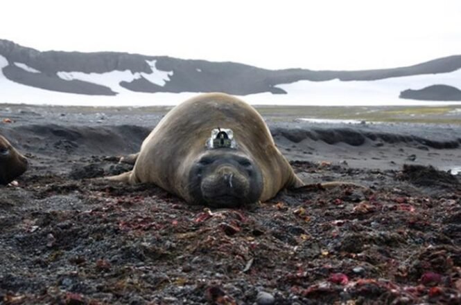 Low-Res_Elephantseal-So_ellie_w_tag-Photo-Dan-Costajpg | Pugnalom
