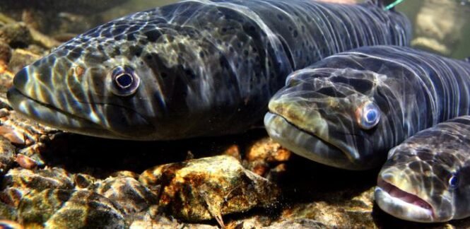 Low-Res_three-taimen-oct-8-lower-eg-95cm-86cm-60cmjpg | Pugnalom