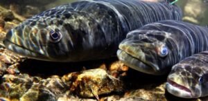 low-res_three-taimen-oct-8-lower-eg-95cm-86cm-60cm2484826652397611559jpg | Pugnalom