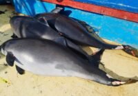 Two dead dolphins lying on a sunlit yellow deck next to a blue and red-painted boat hulls edge, their bodies gray and battered.