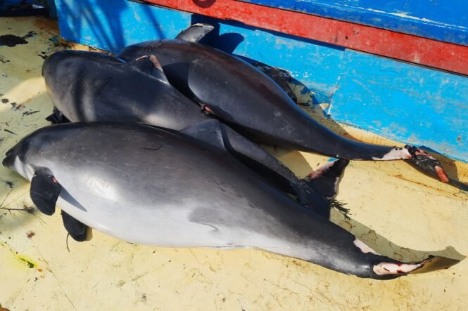 Two dead dolphins lying on a sunlit yellow deck next to a blue and red-painted boat hulls edge, their bodies gray and battered.