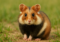 Tri-color guinea pig (orange, white, black) sitting on dirt with green background, looking at the camera