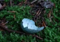 Credits: C_H_Autorin, pixabay