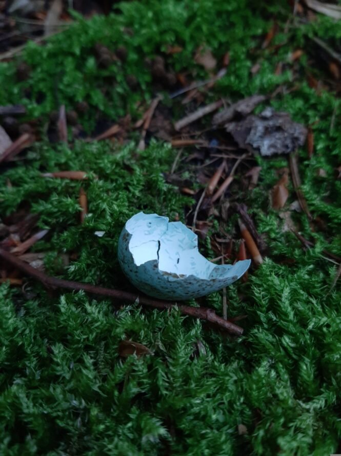 Credits: C_H_Autorin, pixabay