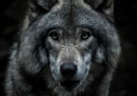 Close-up of a gray wolf's face with piercing green eyes against a dark background, conveying intensity and focus.