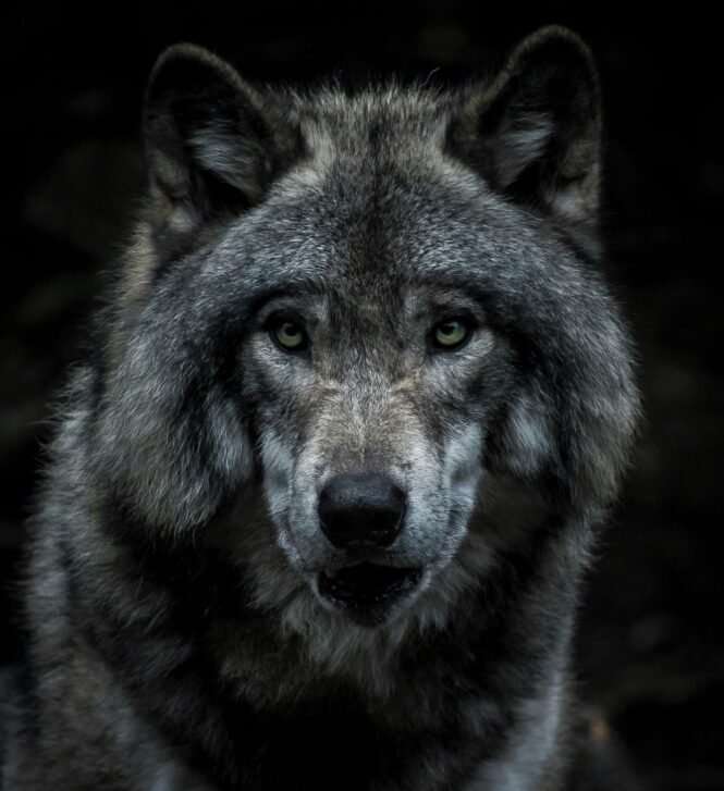 Close-up of a gray wolf's face with piercing green eyes against a dark background, conveying intensity and focus.
