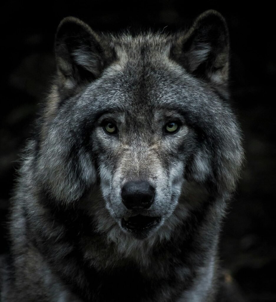 Close-up of a gray wolf's face with piercing green eyes against a dark background, conveying intensity and focus.