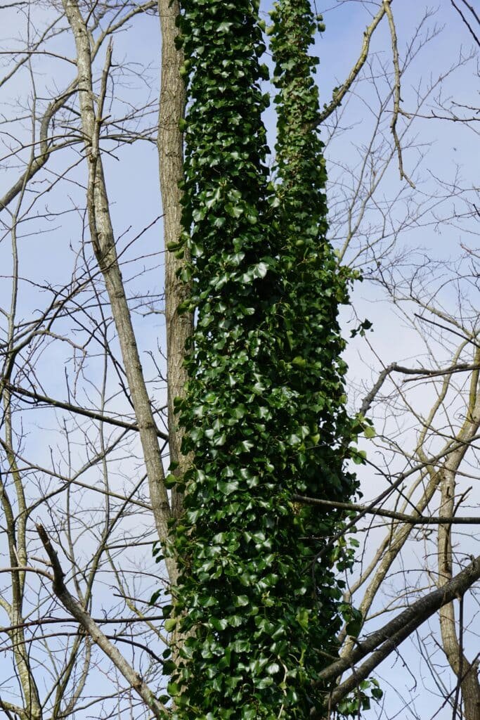 Credits: Richard Revel, pexels