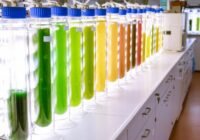 Das Kompetenzzentrum Algenbiotechnologie (CAB) der Hochschule Anhalt forscht seit über 20 Jahren an Mikroalgen. | Quelle: Robin Ritter