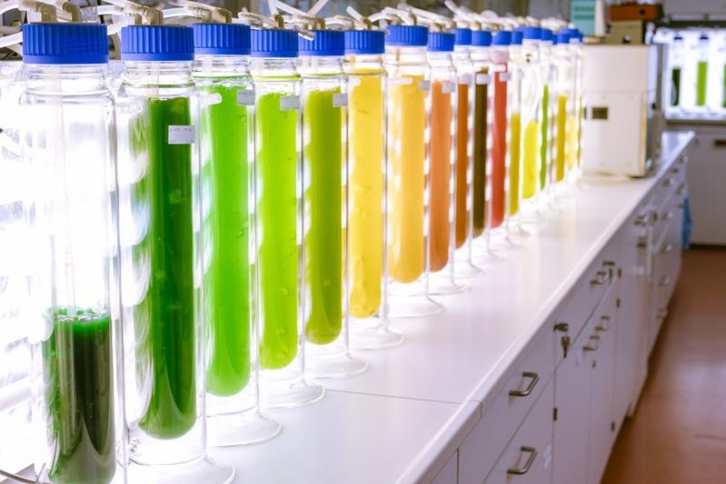 Das Kompetenzzentrum Algenbiotechnologie (CAB) der Hochschule Anhalt forscht seit über 20 Jahren an Mikroalgen. | Quelle: Robin Ritter
