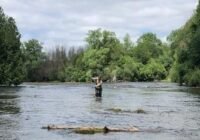 Person standing in a shallow river, fishing, with green trees lining both banks on a sunny day.