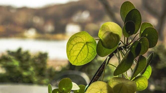 Chinese money plant (Pilea peperomioides) with sunlit, circular green leaves near a window.