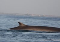 Dolphin dorsal fin breaking the water surface with a calm blue sea and a distant coastline featuring a lighthouse on the horizon.