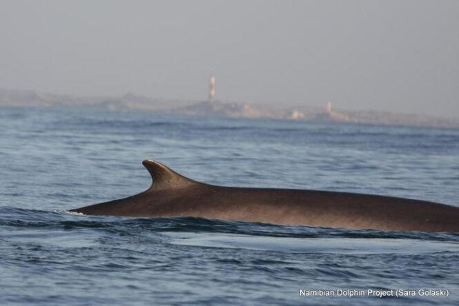 Dolphin dorsal fin breaking the water surface with a calm blue sea and a distant coastline featuring a lighthouse on the horizon.