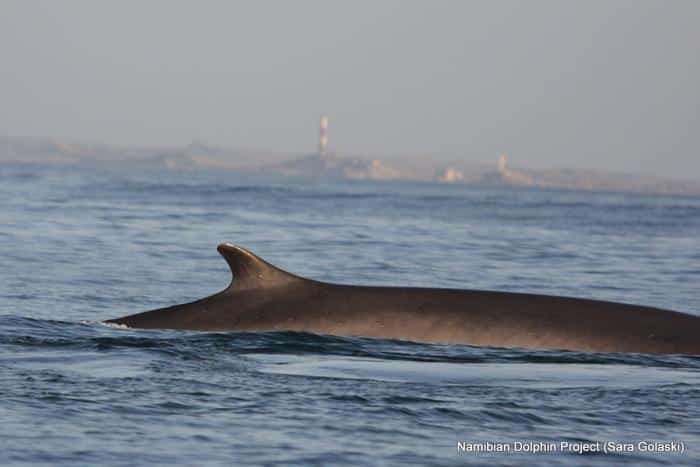 Dolphin dorsal fin breaking the water surface with a calm blue sea and a distant coastline featuring a lighthouse on the horizon.