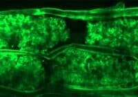 Fluorescent green micrograph of tissue showing two parallel bands of densely stained cells in bright green.