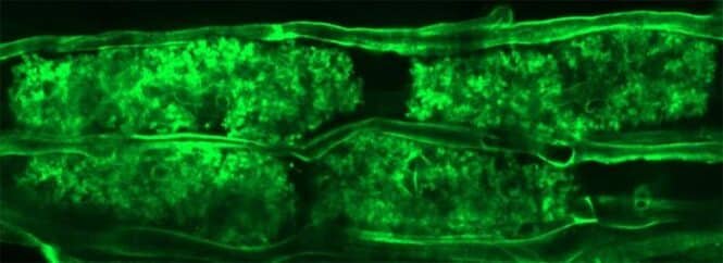 Fluorescent green micrograph of tissue showing two parallel bands of densely stained cells in bright green.