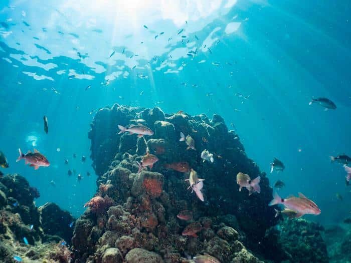 Underwater coral reef with many small colorful fish swimming around a rocky outcrop, sunlight filtering from above.