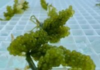 Cluster of bright green sea grapes (Caulerpa lentillifera) resting on a white perforated tray with water droplets nearby.