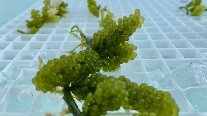 Cluster of bright green sea grapes (Caulerpa lentillifera) resting on a white perforated tray with water droplets nearby.