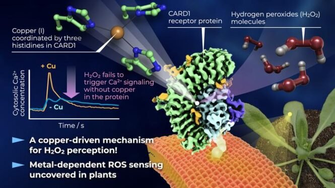 Diagram of a copper-driven H2O2 perception mechanism in plants, showing CARD1 protein, copper coordination by histidines, and hydrogen peroxide molecules triggering Ca2+ signaling with a graph of Ca2+ over time.