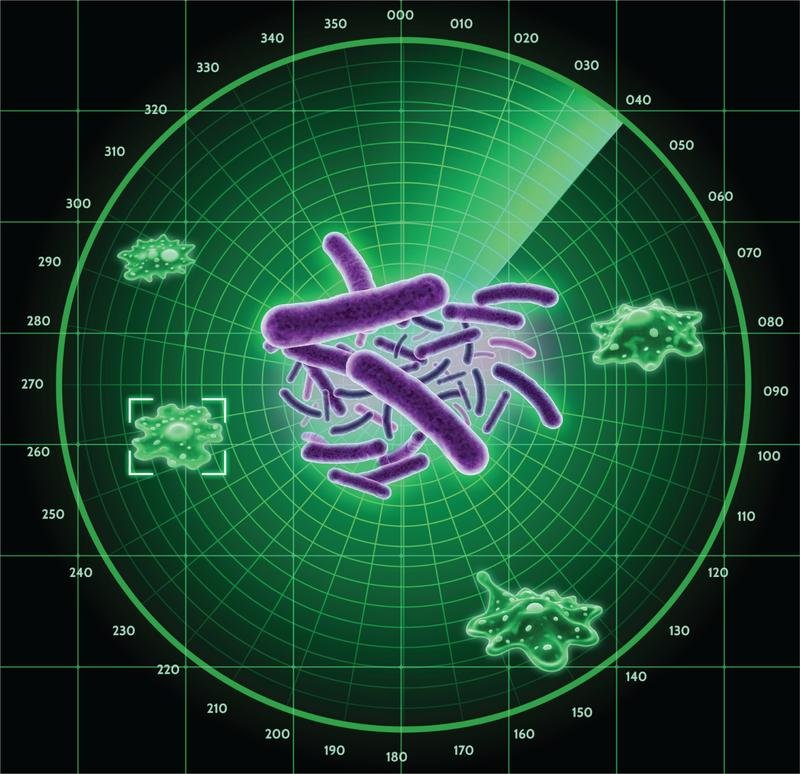 Das pflanzenpathogene Bakterium Pseudomonas syringae (Mitte) nutzt ein chemisches Radar, um Amöben als Fressfeinde zu erkennen und mithilfe des Naturstoffs Pyrofactin gezielt zu eliminieren. | Quelle: Luo Yu | Copyright: Leibniz-HKI