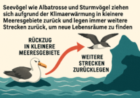 Infografik: Seevögel ziehen sich wegen Klimawärmung in kleinere Meeresgebiete zurück und legen längere Strecken zurück, um neue Lebensräume zu finden.
