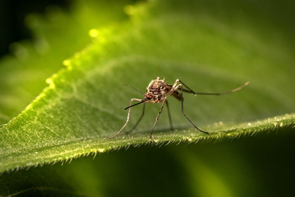 Close-up of a small mosquito perched on a green leaf, showing long legs and a thin proboscis against a blurred green background.