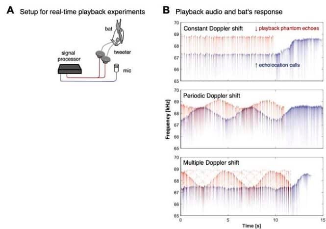 Panel A: schematic of real-time playback experiment with a signal processor connected to mic, speaker, and bat. The bat receives playback via a speaker and a microphone captures signals.