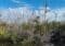 Mangrove swamp with many bare trees and tangled roots along a narrow waterway, under a bright blue sky with some green shrubs.