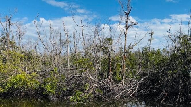 Mangrove swamp with many bare trees and tangled roots along a narrow waterway, under a bright blue sky with some green shrubs.