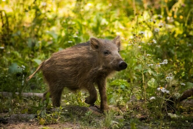 Young wild boar standing in a sunlit meadow with green foliage and small white flowers nearby.