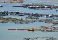 Floating fish farming cages and small sheds in a calm coastal lagoon surrounded by water.